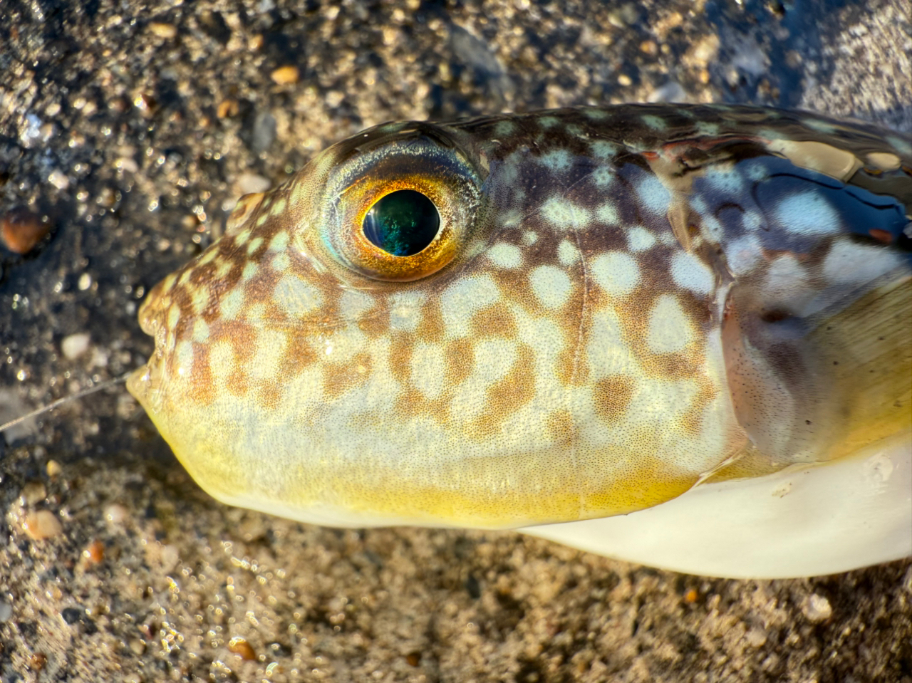 ショウサイフグ