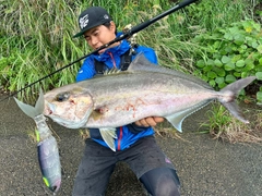 カンパチの釣果
