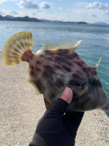 カワハギの釣果