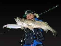 シーバスの釣果