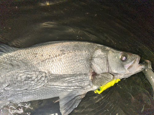 ヒラスズキの釣果