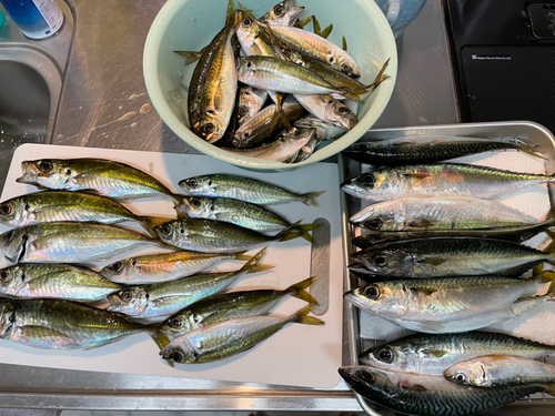 アジの釣果