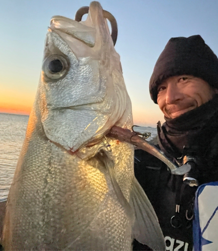 ヒラスズキの釣果