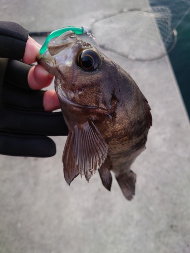 メバルの釣果