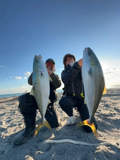 ブリの釣果