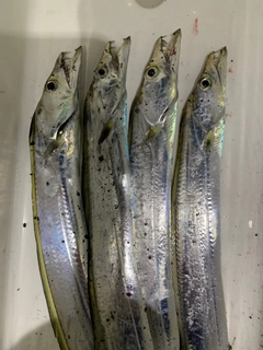 タチウオの釣果