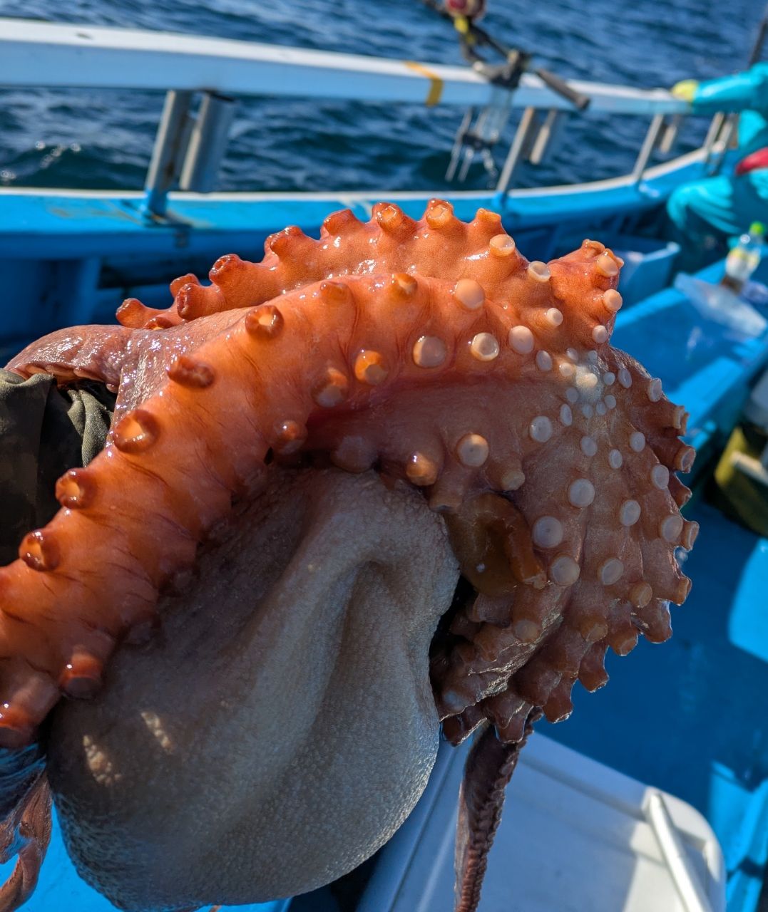 釣りバカじいさんさんの釣果 2枚目の画像