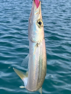 カマスの釣果