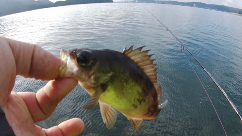 アカメバルの釣果