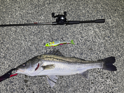 シーバスの釣果