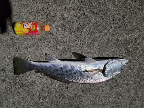 オオニベの釣果