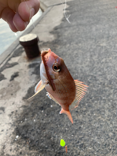 チャリコの釣果