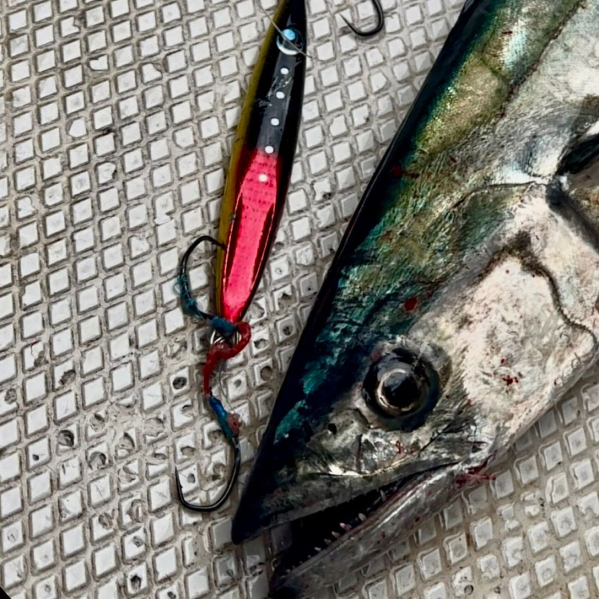 生田 @愛知さんの釣果 2枚目の画像