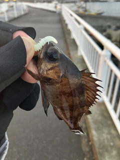 クロメバルの釣果