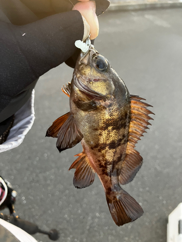 クロメバルの釣果