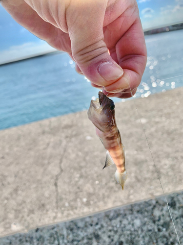 イトヒキハゼの釣果