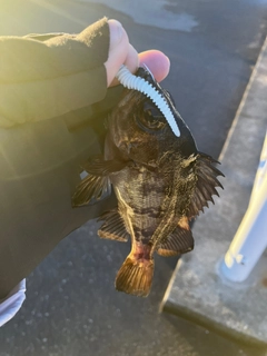 クロメバルの釣果