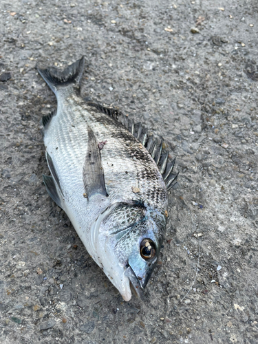 クロダイの釣果