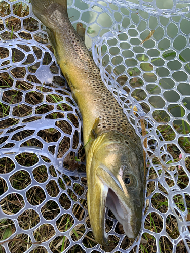 ブラウントラウトの釣果