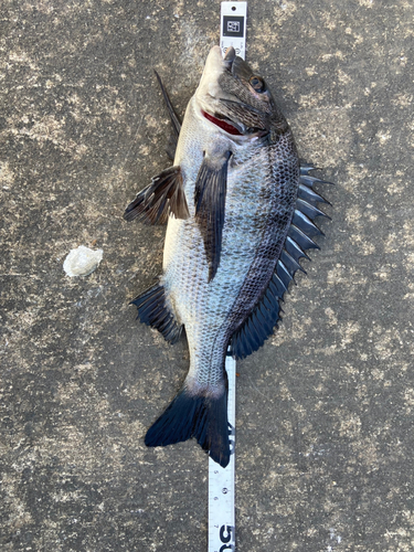 クロダイの釣果