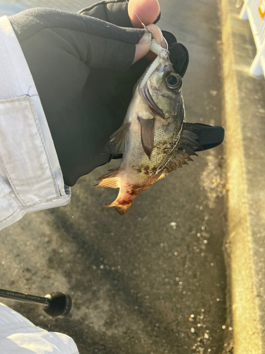 クロメバルの釣果