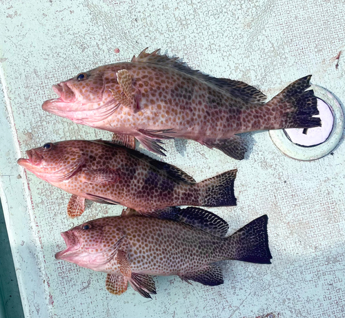 オオモンハタの釣果