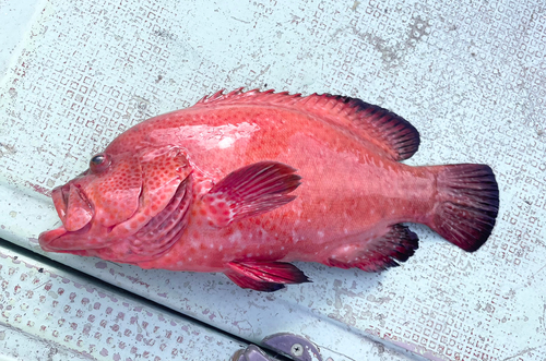 アザハタの釣果