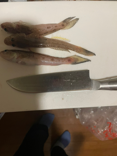 ハゼの釣果