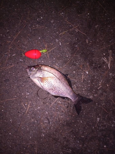 ウミタナゴの釣果