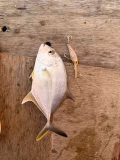 メッキの釣果