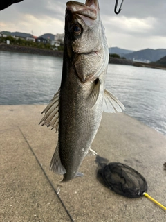 スズキの釣果