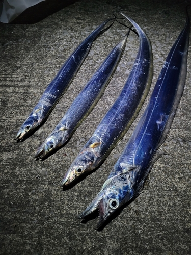 カマスの釣果