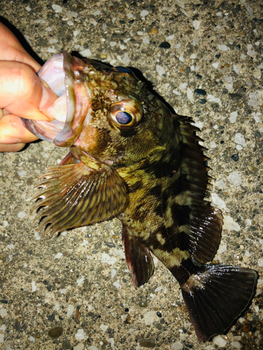 カサゴの釣果