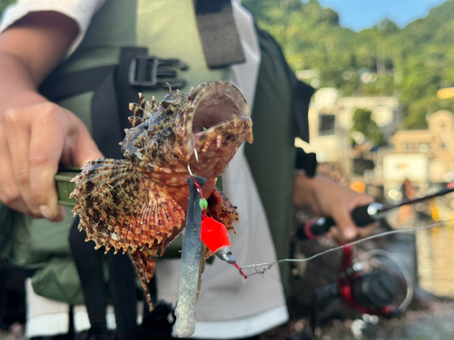 オニカサゴの釣果