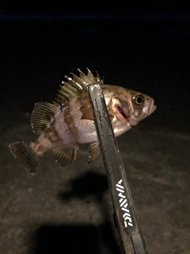 メバルの釣果