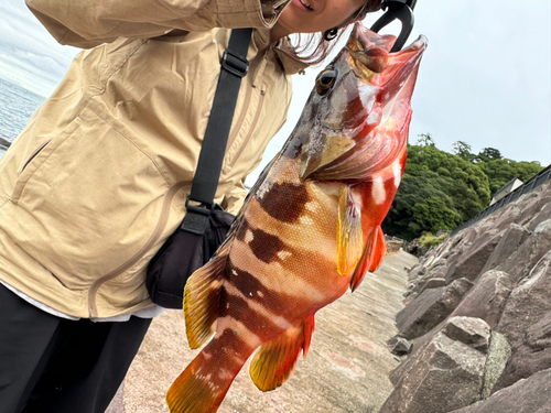 アカハタの釣果