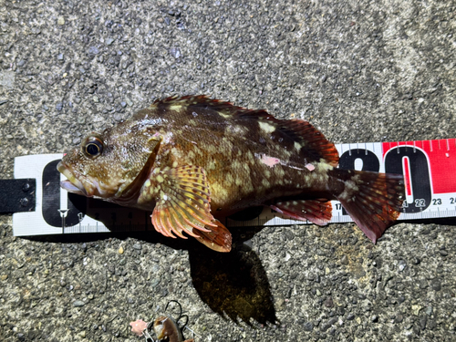 カサゴの釣果