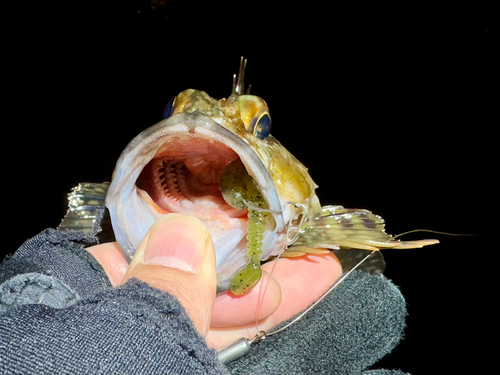 ガシラの釣果