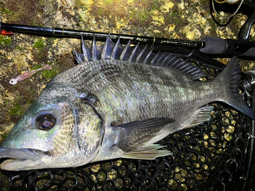 チヌの釣果