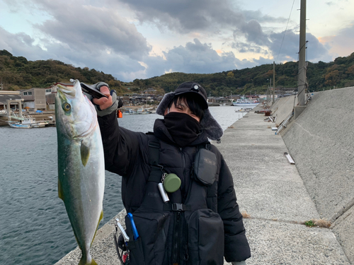 ハマチの釣果