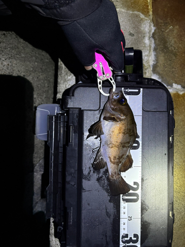 メバルの釣果