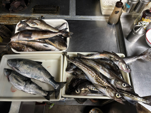 サクラマスの釣果