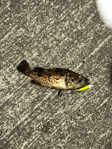 クロソイの釣果