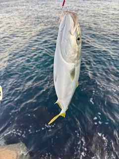 イナダの釣果