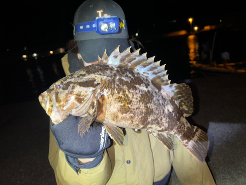 ベッコウゾイの釣果