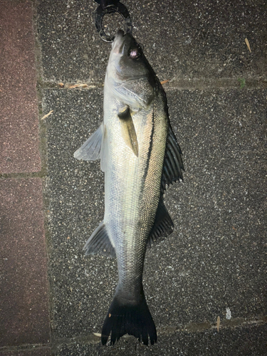 豊洲ぐるり公園