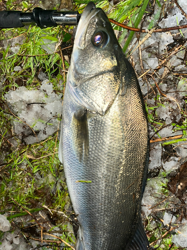 スズキの釣果