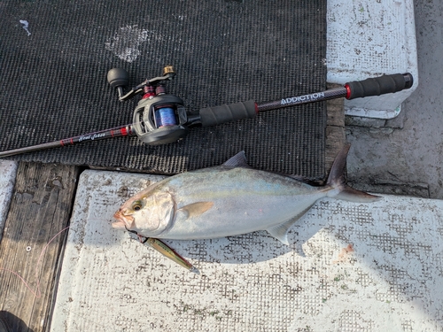 カンパチの釣果