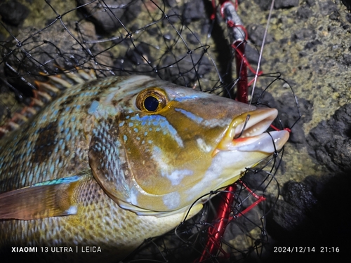 ハマフエフキの釣果