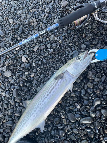 サゴシの釣果